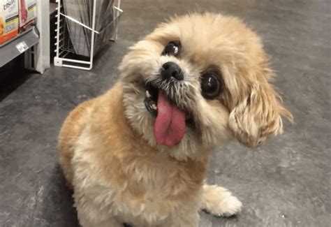 Shihtzu GIFs on GIPHY